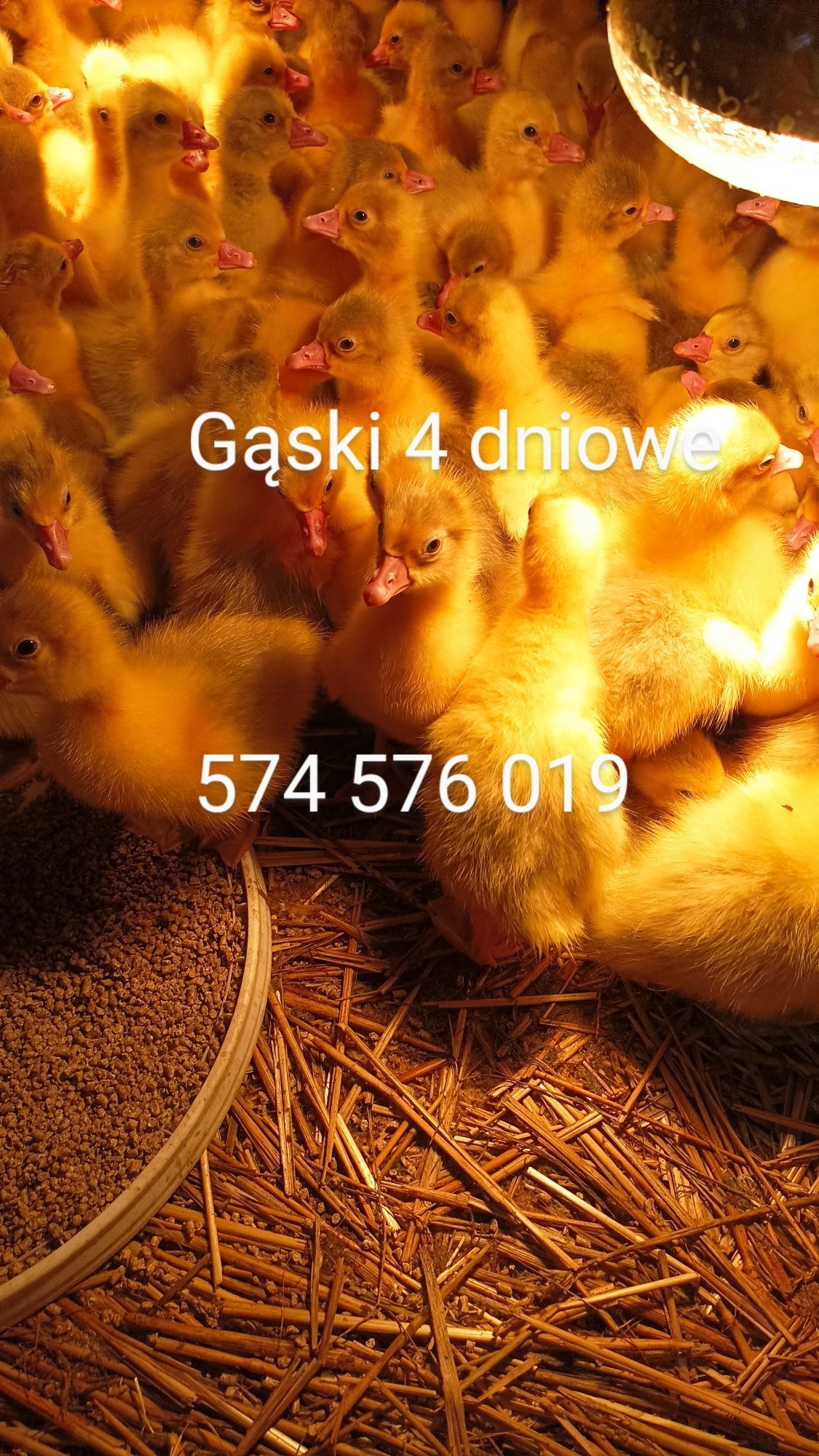 Gąski,kaczuszki,kurczaczki,indyczki,perliczki,kurki Rossa