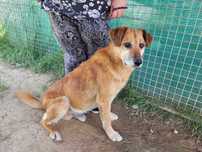 Delikatny, pokorny WICEK szuka domu !! Do adopcji !!