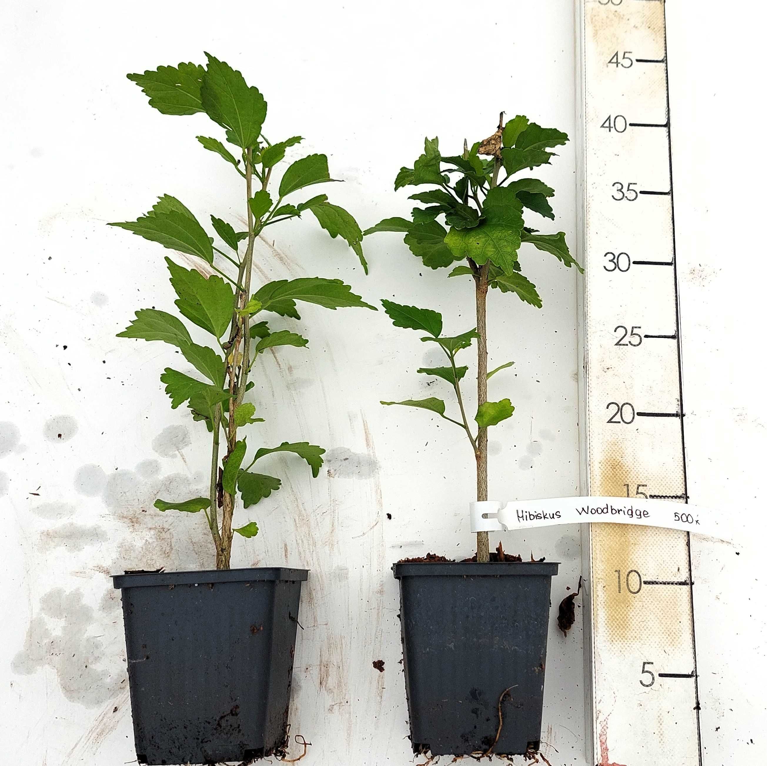 Sadzonki Hibiskusa | Hibiskus Woodbridge | 2-letnie| certyfikat CAC|P9