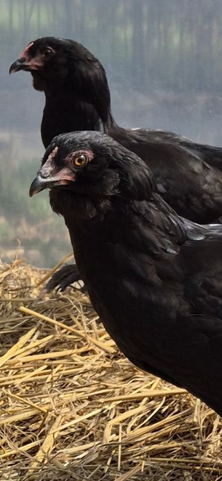 Koguty araucana, rosa, legbar, leghorn