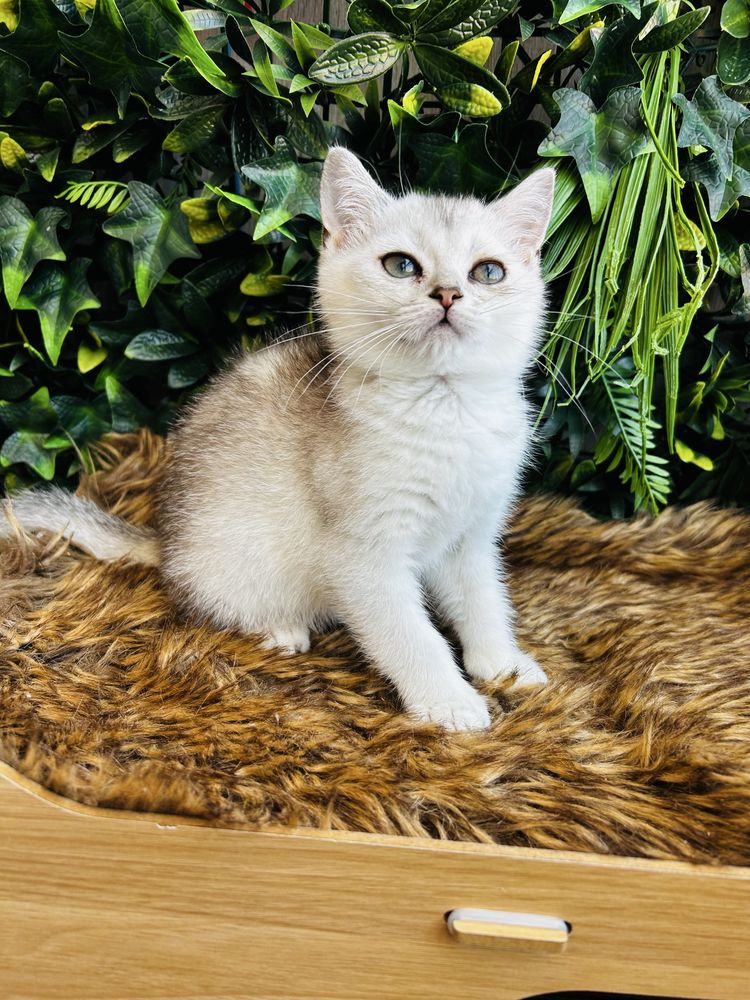 Gatinha   scottish stright silver