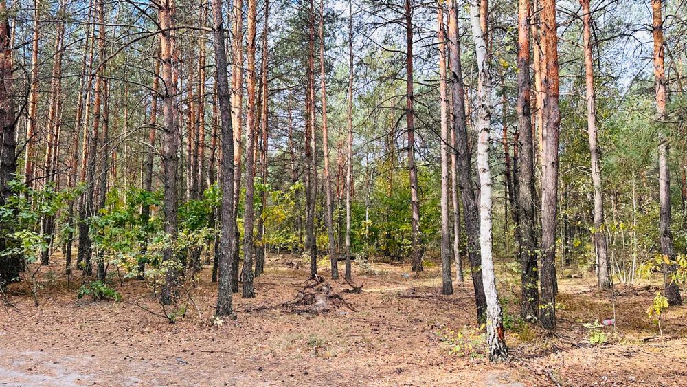 Ділянка з соснами та виходом у ліс — Здвижівка, всього 3 950 $!
