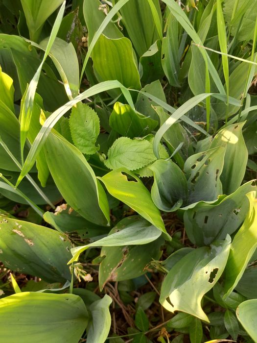 Konwalia Majowa Sadzonki /Kłącza 5 szt.