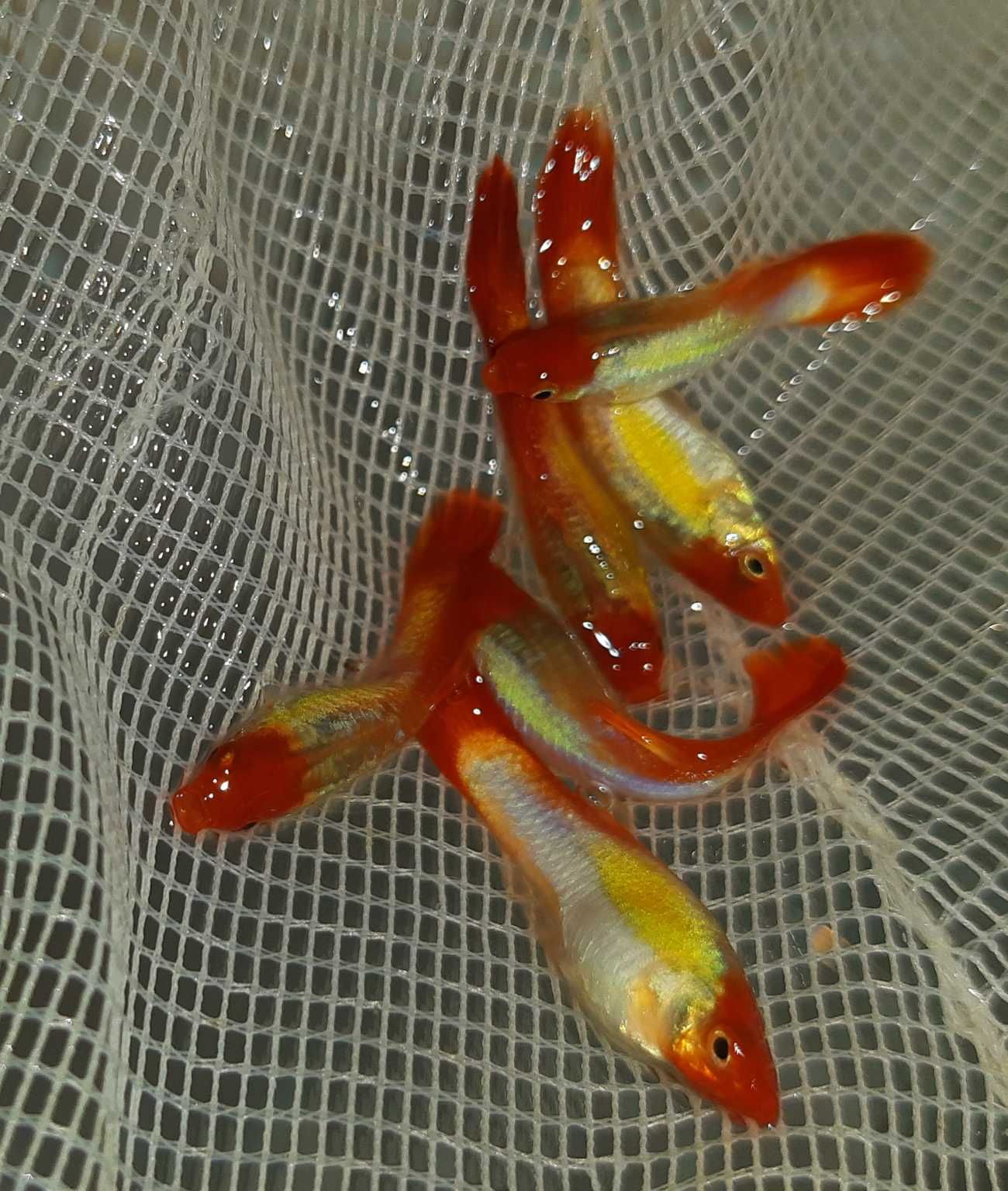 Gupik odmiana GOLDEN KOI - Poecilia reticulata - dowozimy, wysyłamy