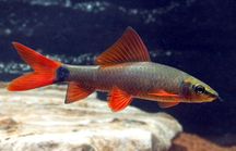 GB Labeo Grubowarg zielony (Epalzeorhynchos frenatum)