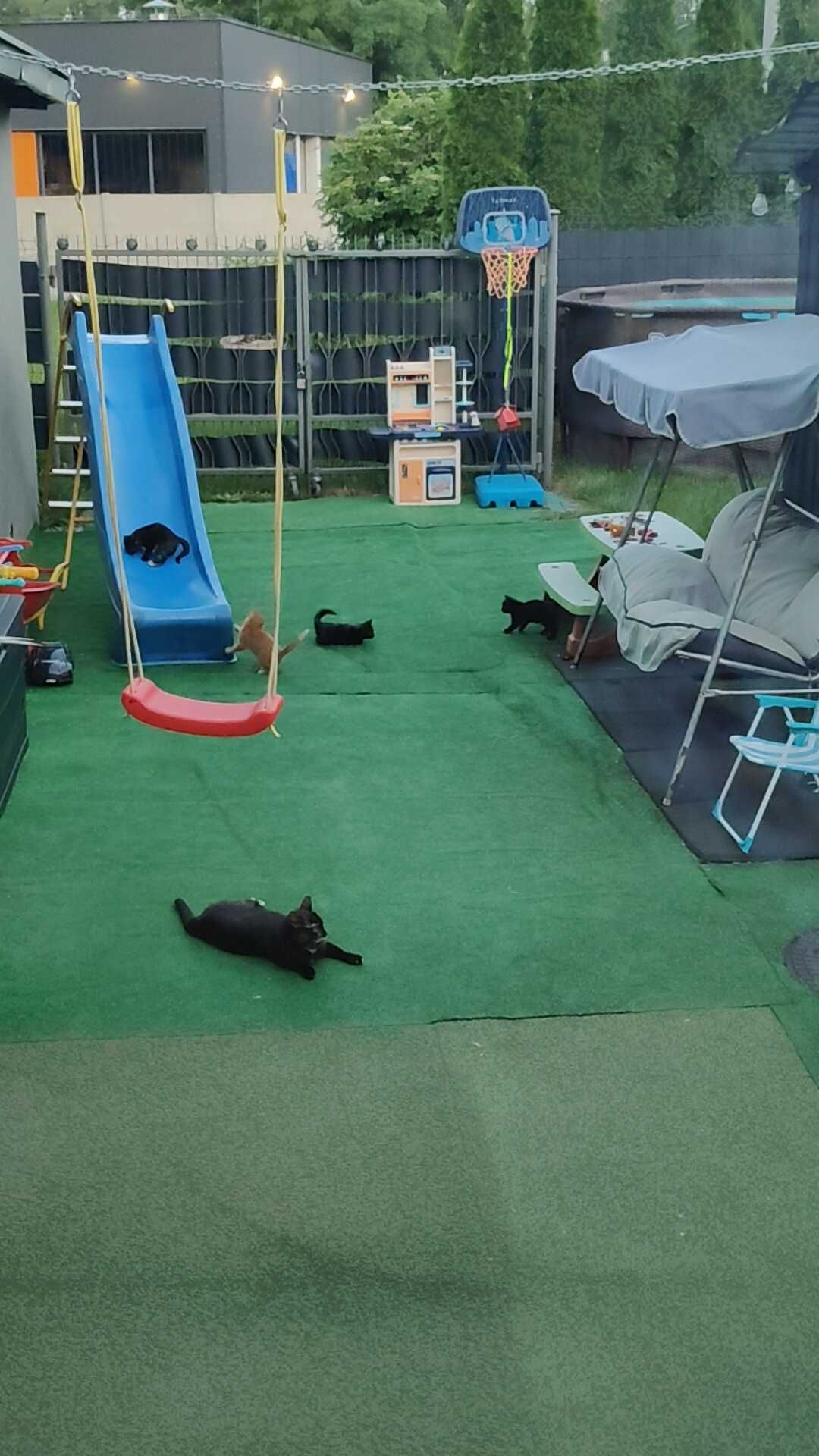 Oddam kotki w dobre ręce