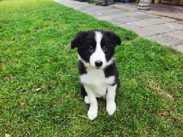 Border collie szczenię