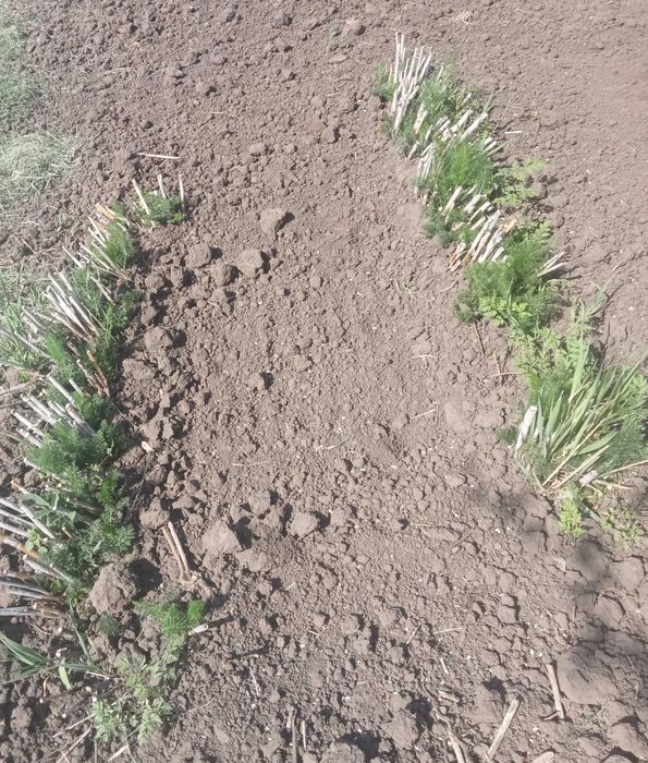 Саженцы Фенхеля обыкновенного "Сладкий укроп"