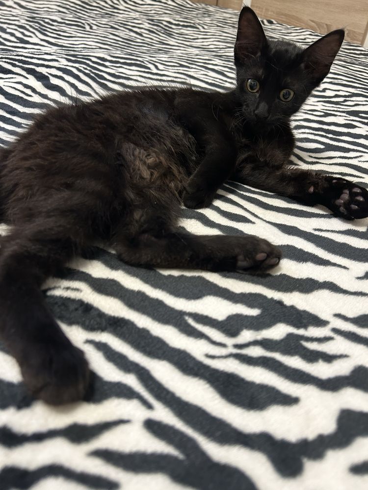 Gatinho para adopção