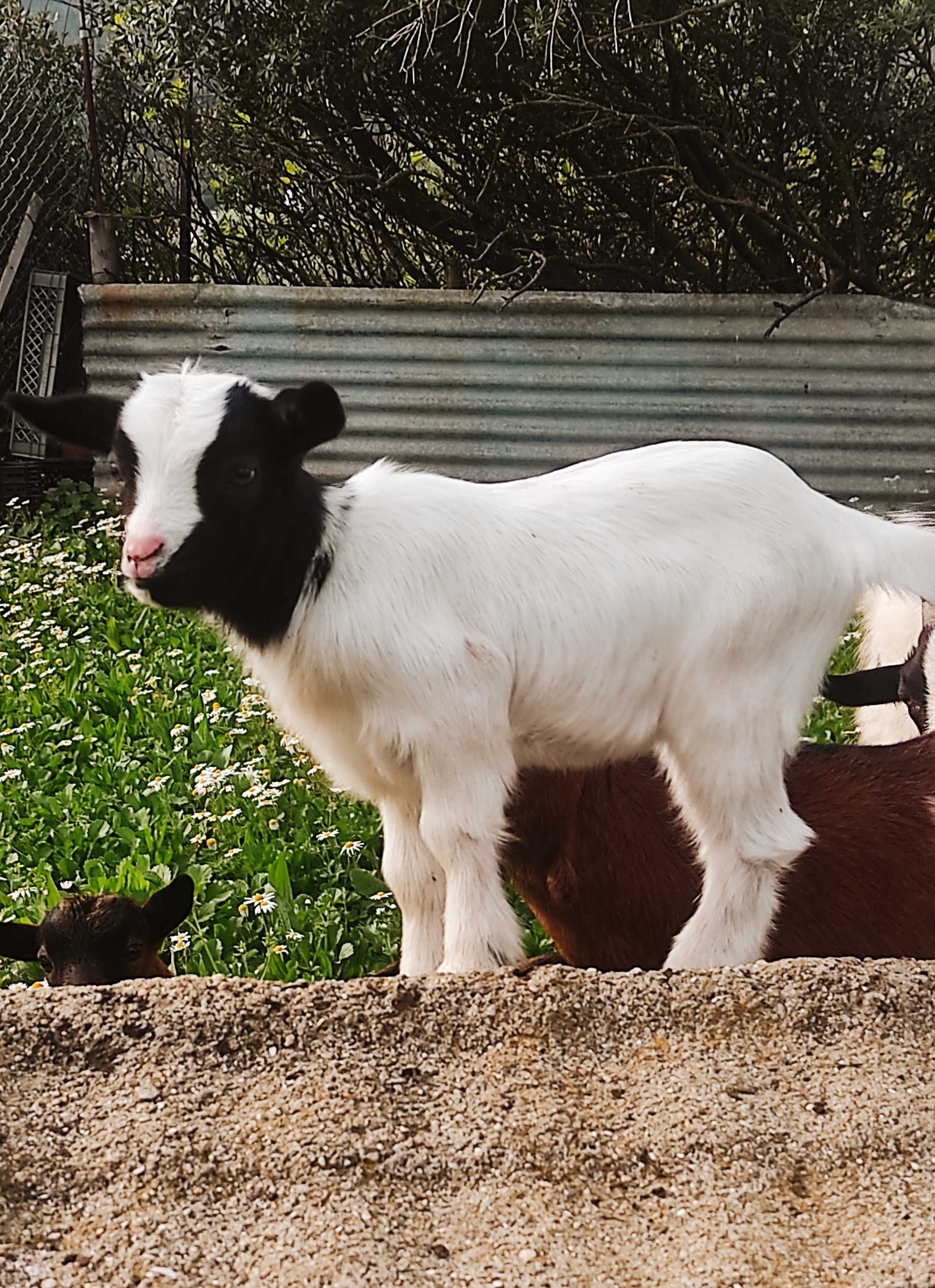 cabras anãs, com cerca de um mês de vida.