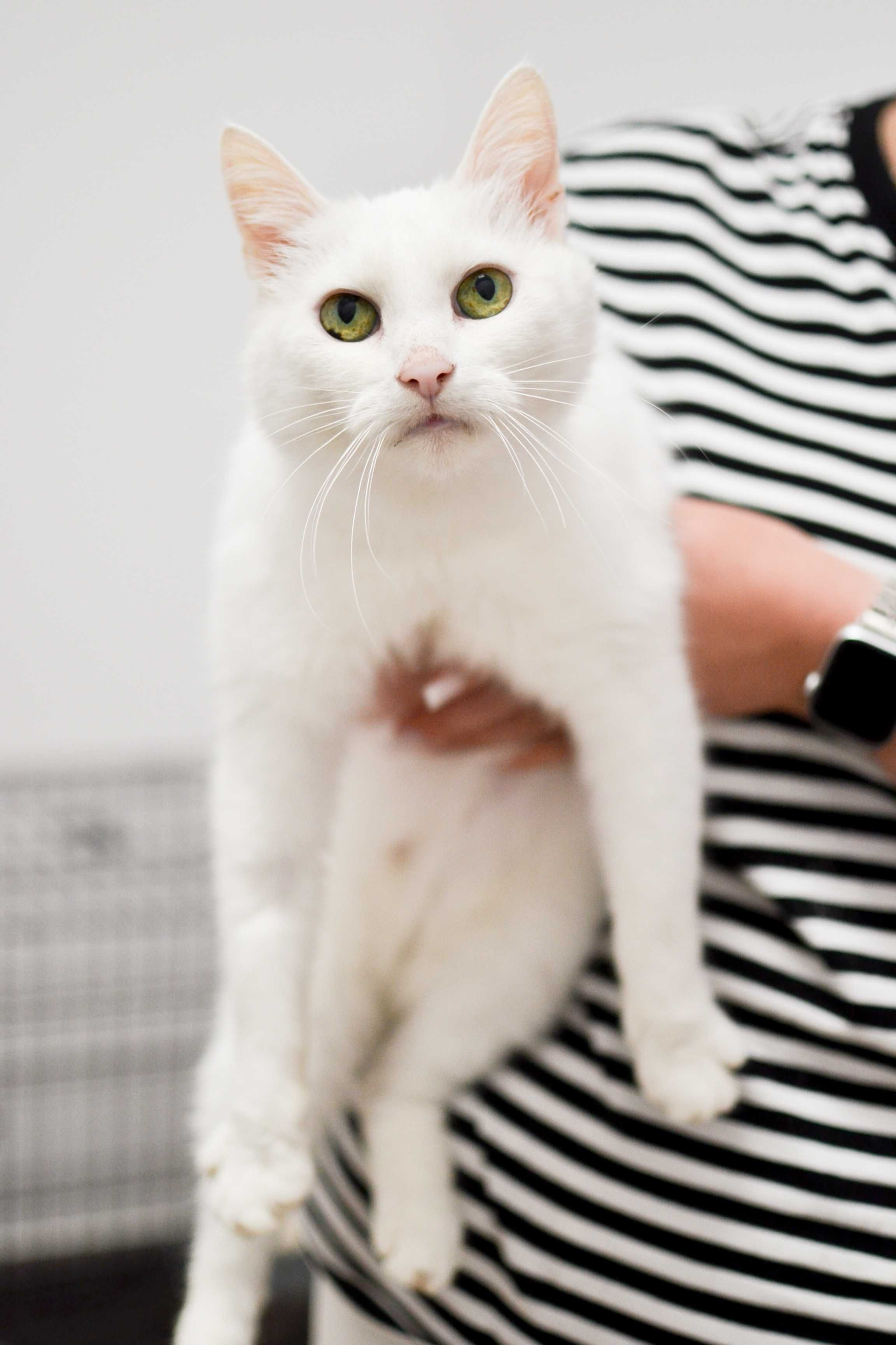 Oskar - śnieżnobiały koci dżentelmen do adopcji!