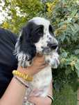 cocker spaniel angielski, ZKwP