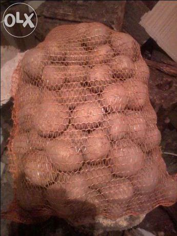 Ziemniaki jadalne i paszowe Lord Denar Vineta Satina