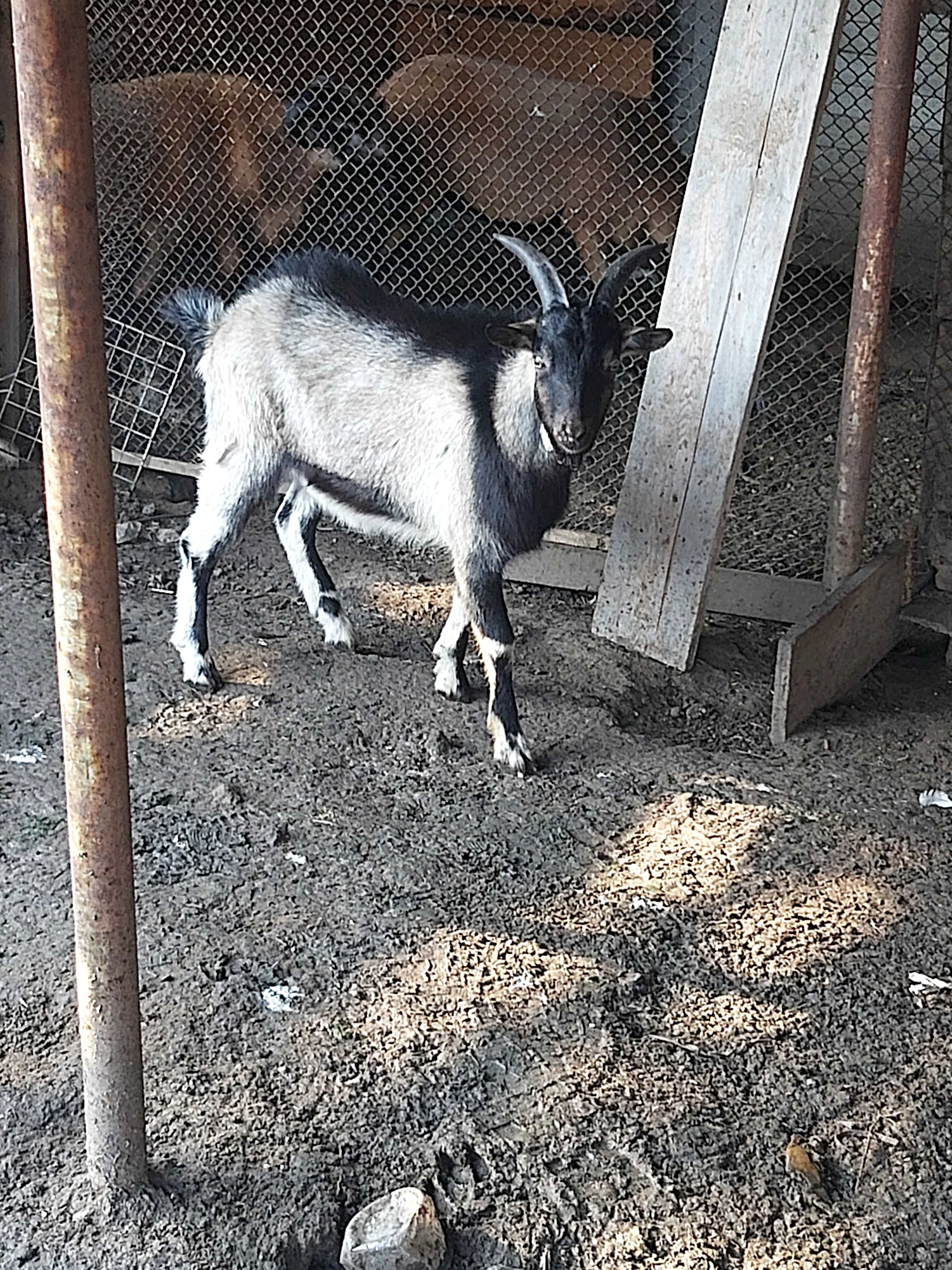 Sprzedam kozły 0.5  roczne