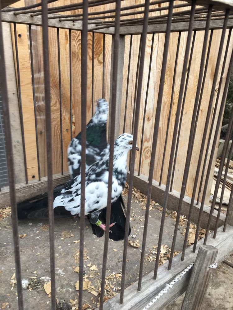 Свердловські голуби