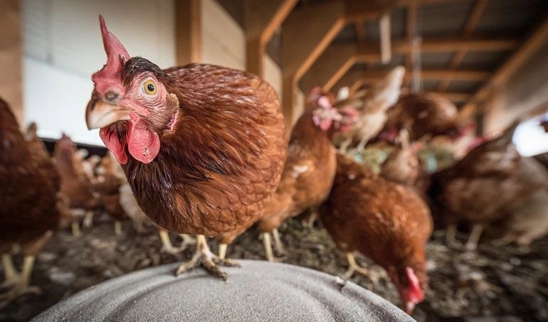 Kury nioski Leghorn z jajkiem Kraśnik okolice