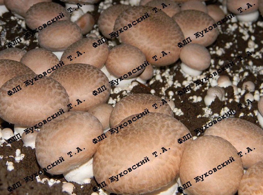Шампиньон королевский, готовый. Компост + мицелий + покровный грунт
