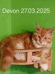 Sprzedam kocurka Maine Coon urodzonego 27.03.2025 o imieniu Devon