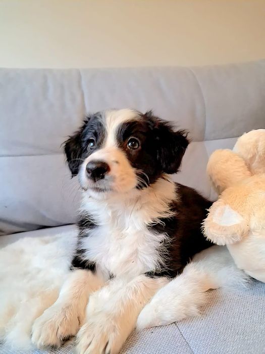 Suczka Border Collie.ERA