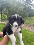 Sprzedam szczeniaka Border Collie