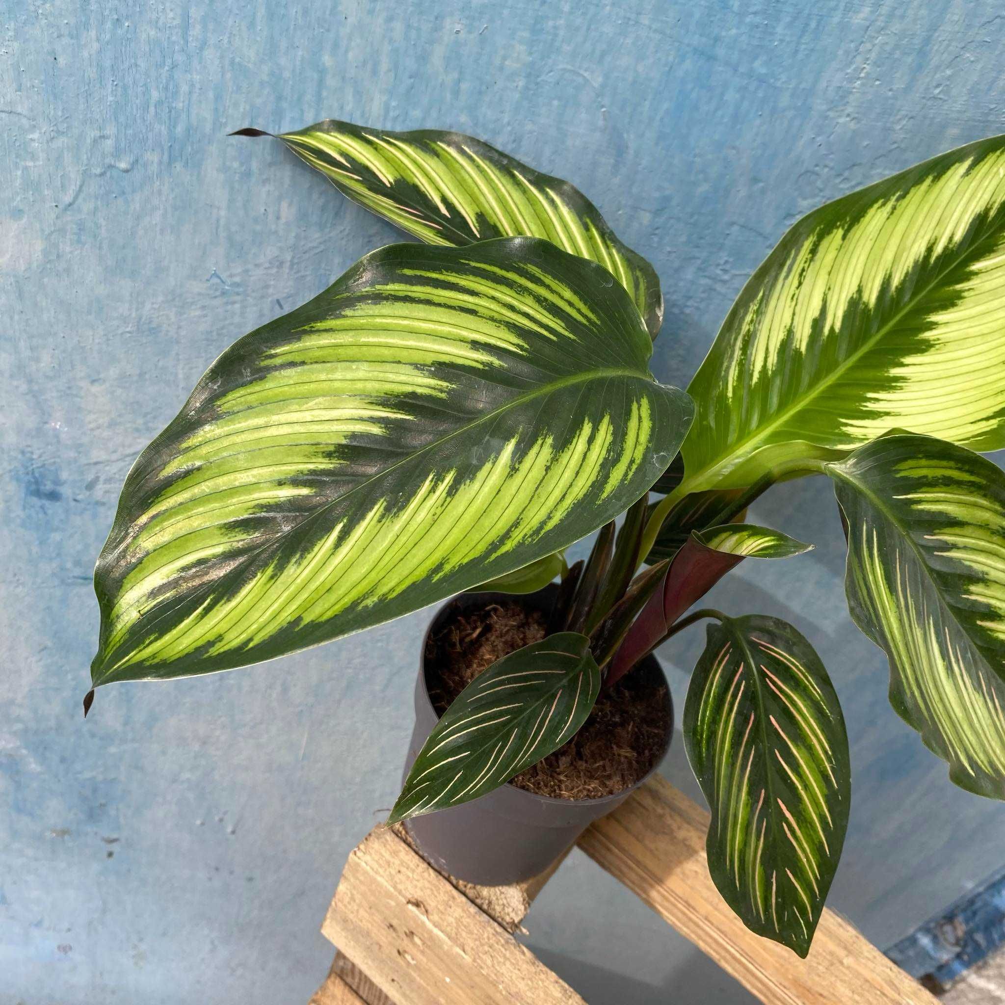 Calathea Beautystar