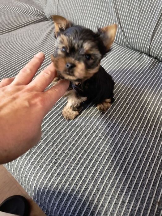 York  dziewczynka miniaturka