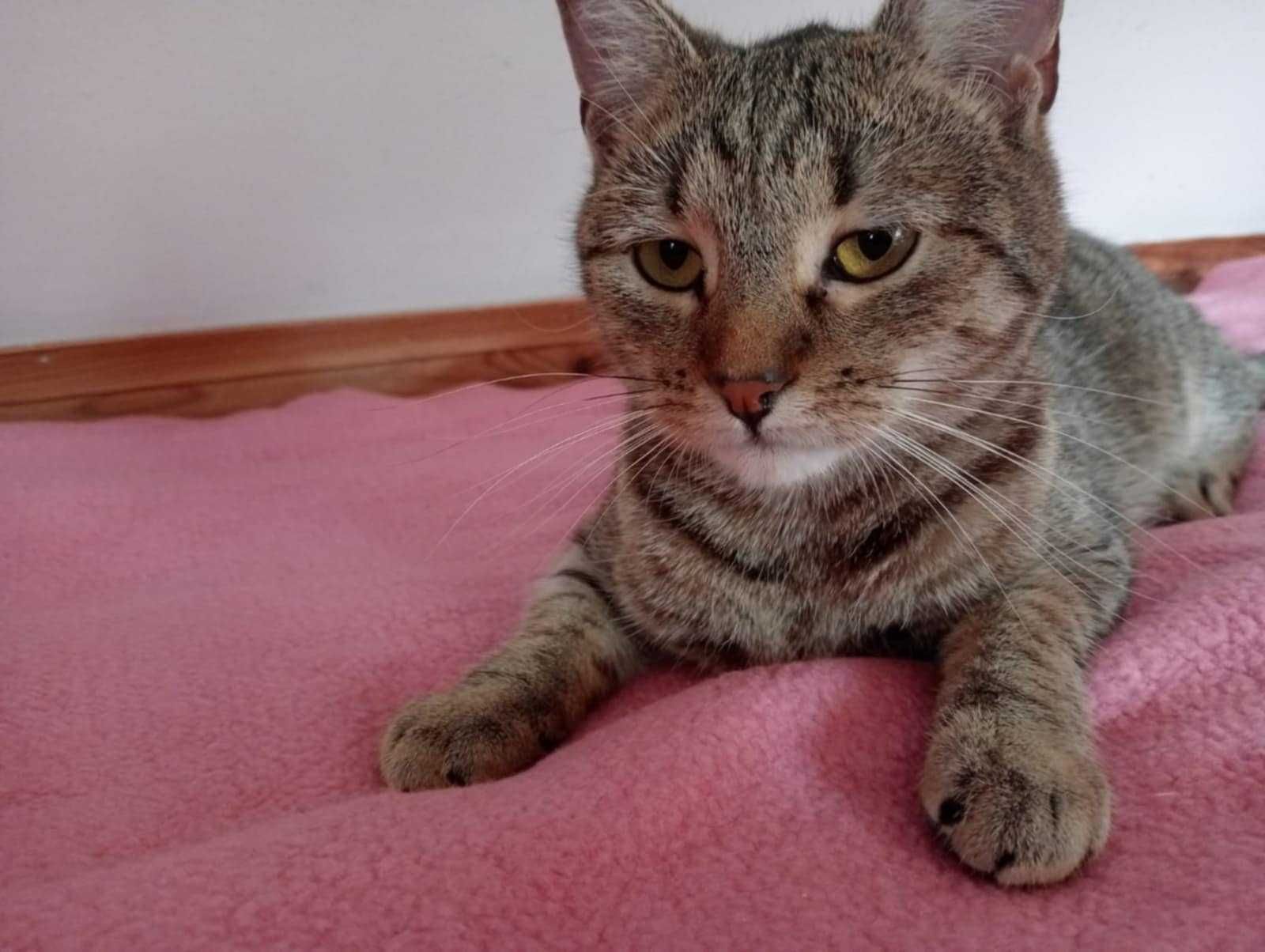 proludzka Lili szuka domu