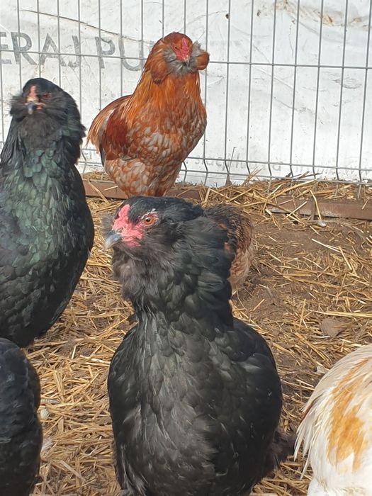 Araucana araukana jaja lęgowe