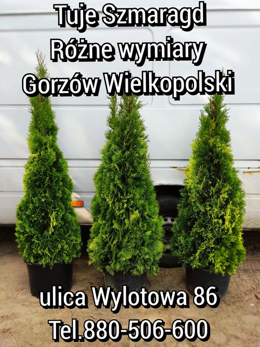 Tuja, tuje Szmaragd (szkółka Gorzów Wielkopolski) żywopłot