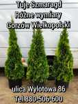 Tuja, tuje Szmaragd (szkółka Gorzów Wielkopolski) żywopłot