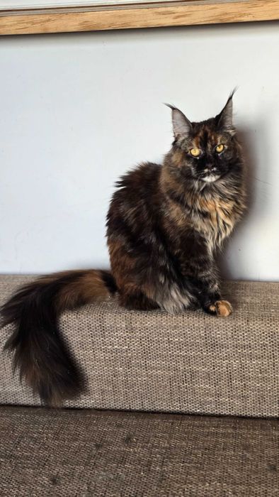 Maine coon kocurek szylkretowy