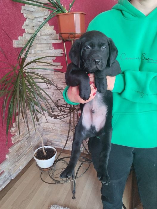 Продам цуценят Лабрадорів