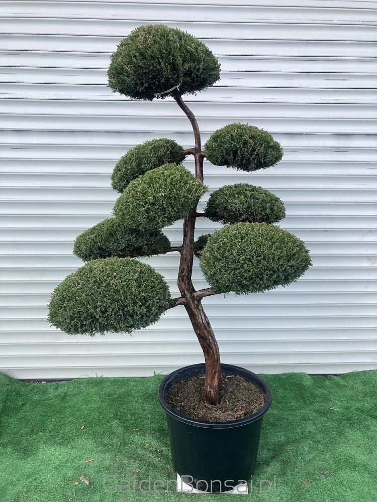 Doniczka z Bonsai z Jałowca pośredniego "Mint Julep" - 150 cm