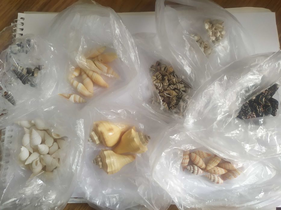 Морские ракушки для творчества