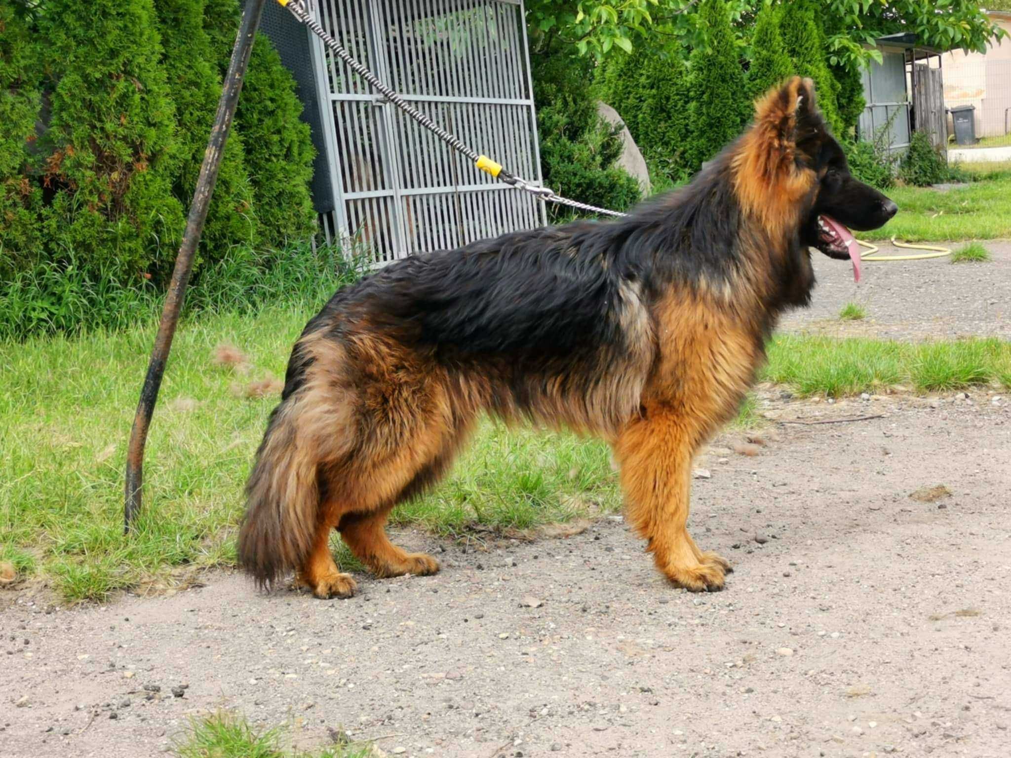 owczarek niemiecki