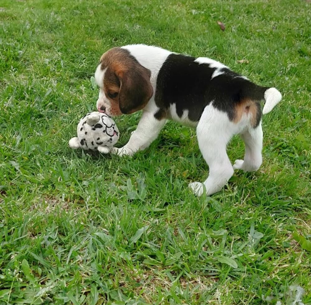 Beagle Tricolor Puro