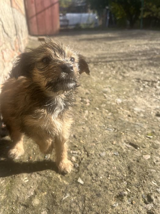 Маленькі друзі,в вашу родину.