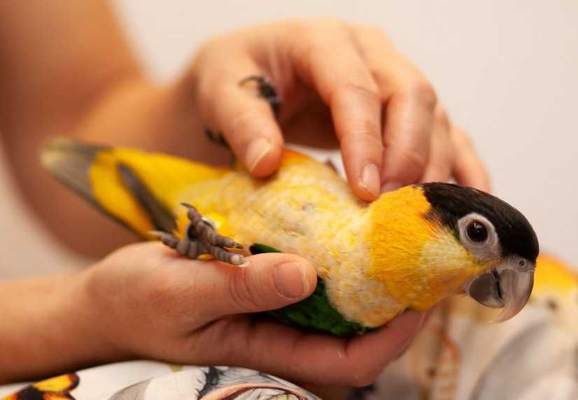 Ручной попугай каик - выкормыши