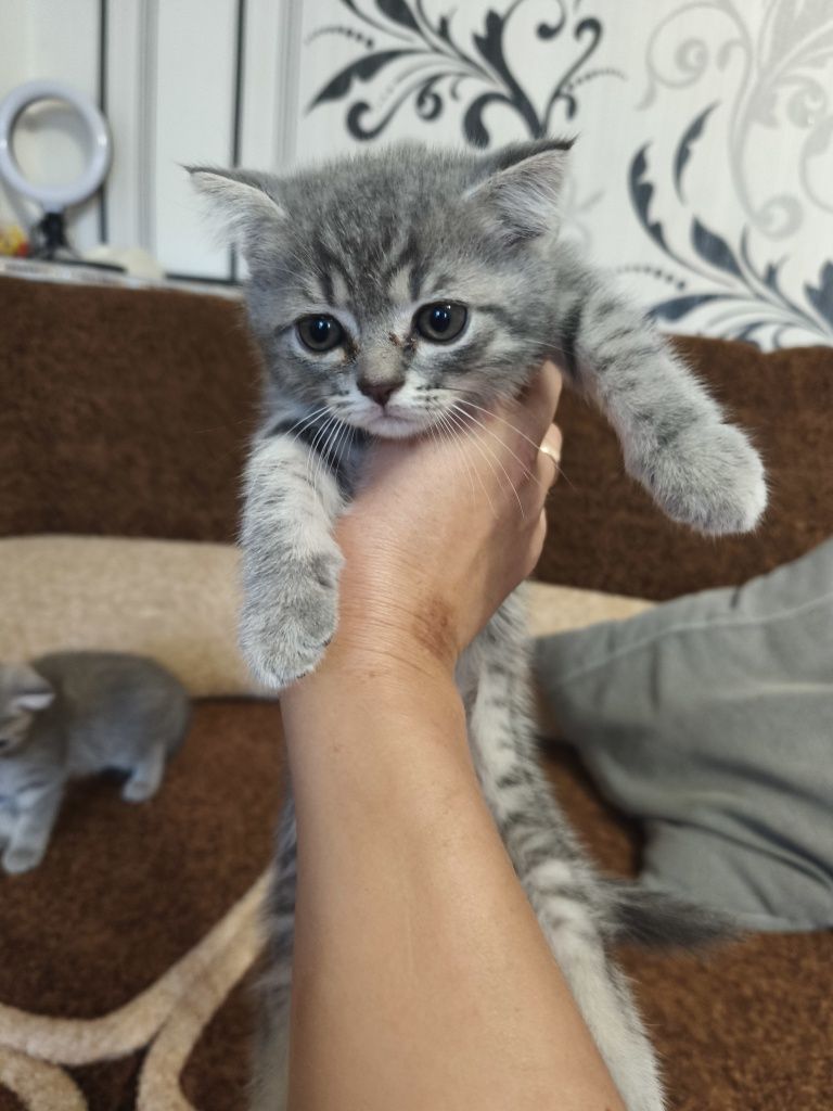 Продам чистокровный шотландских веслоухих котят