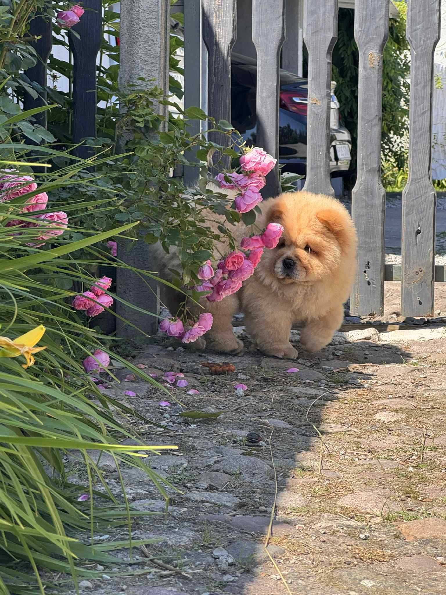 Chow chow cynamonowa Suka