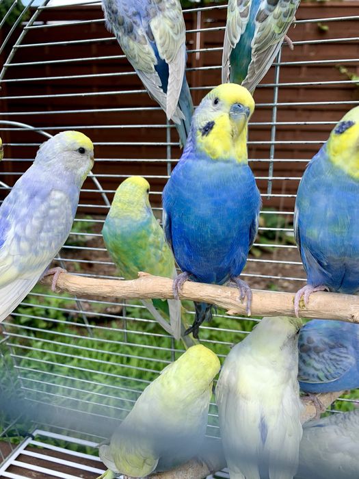 Papuga falista  tęczowe papużki faliste osobniki z 2023/24 roku