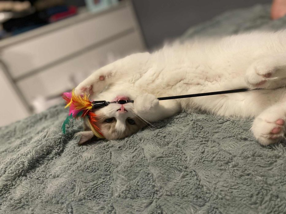 Kotek Ragdoll odbiór grudzień