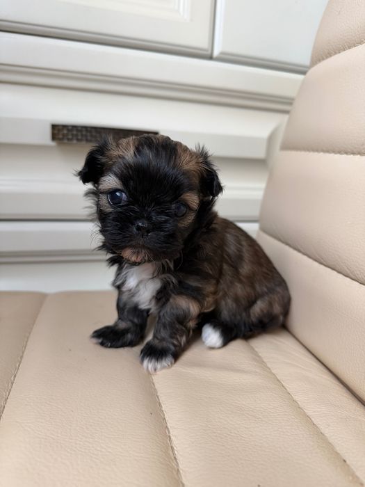 Пекінеси королівські цуцики