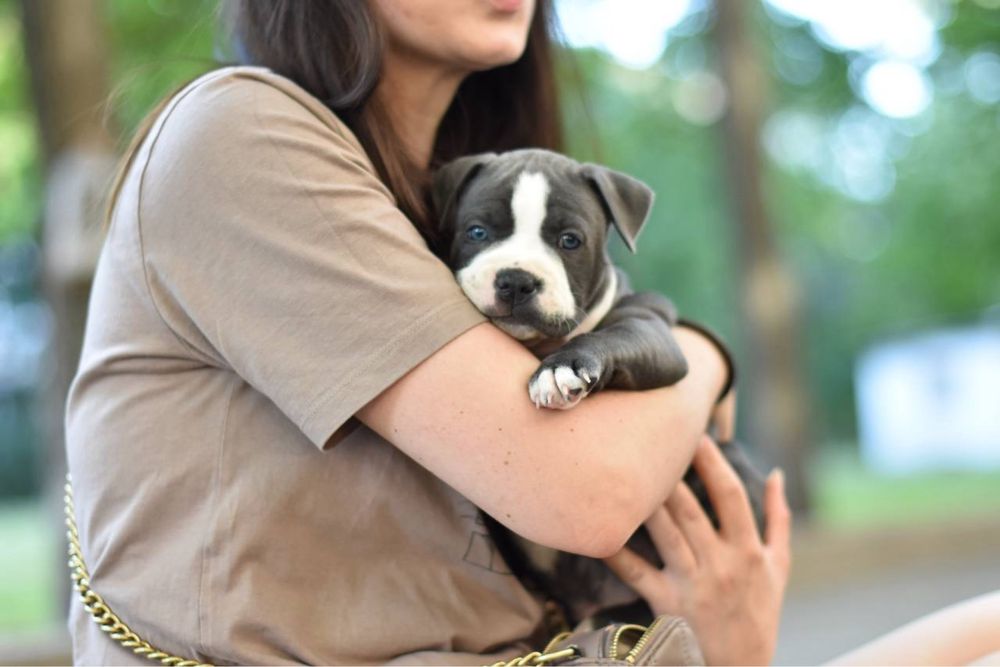 Щекастая девочка. Стаффордшир. Голубой окрас. Мощная как медведь)