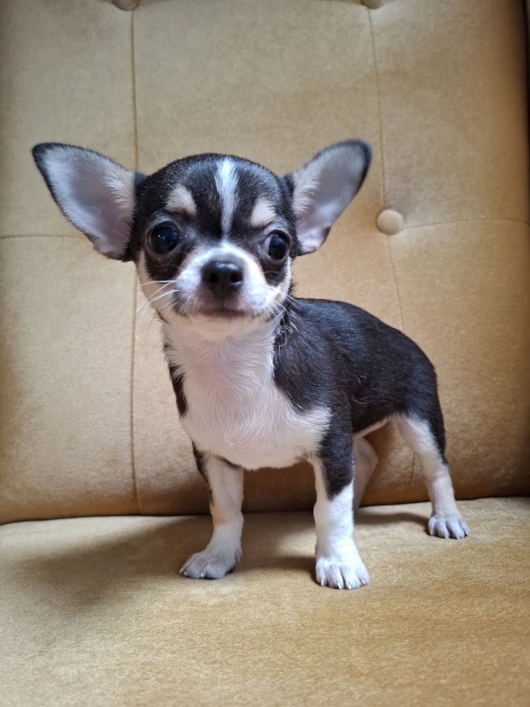 CHIHUAHUA piękna sunia