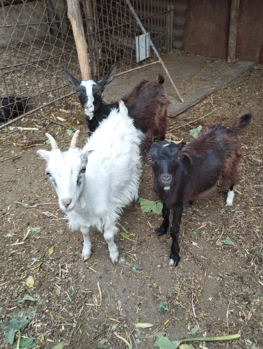 Продам козлят,козочек и козлика