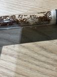 Kolonia myrmica sp. 5q+200w