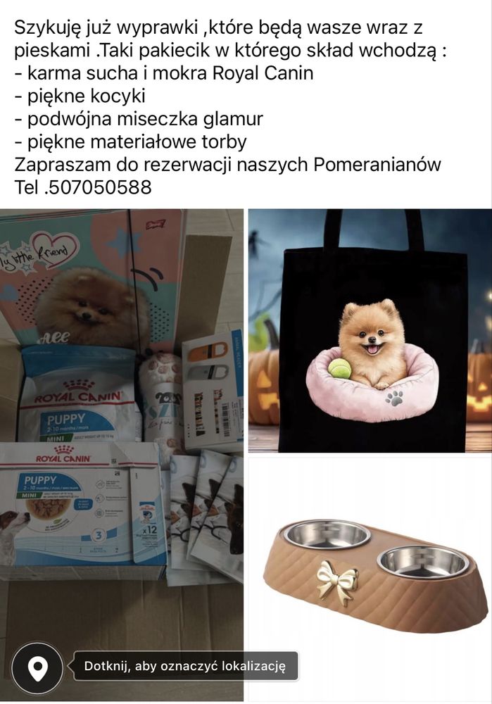 Pomeranian szpic miniaturowy gotowy do odbioru
