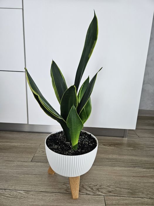 Сансевієрія Голден Флейм (Sansevieria Golden Flame)