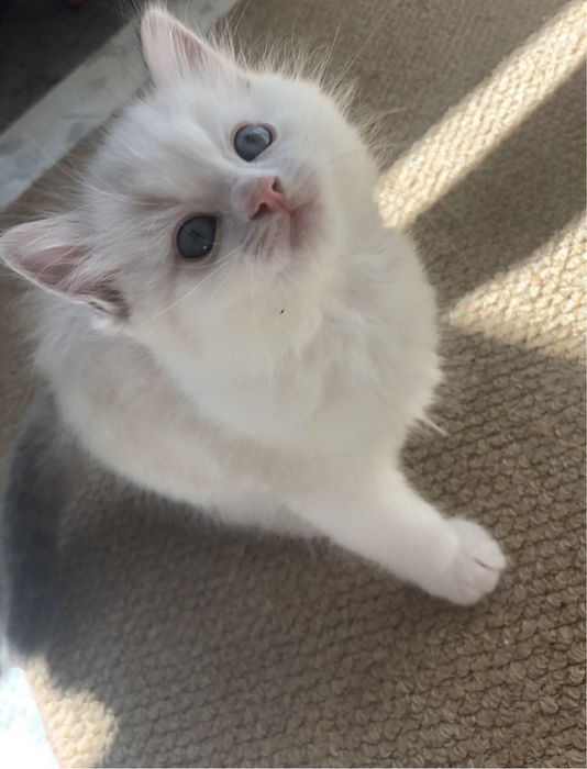 Maurycy kocurek ragdoll